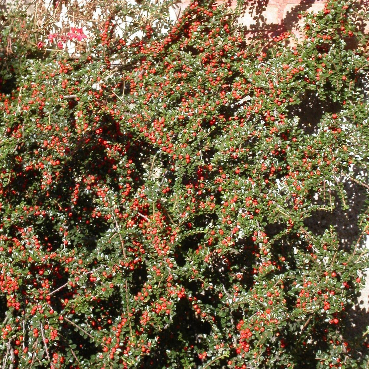 Cotoneaster Horizontalis - View 6 from www redcrocus com