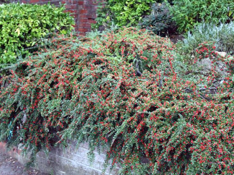 Cotoneaster Horizontalis - View 7 from www redcrocus com