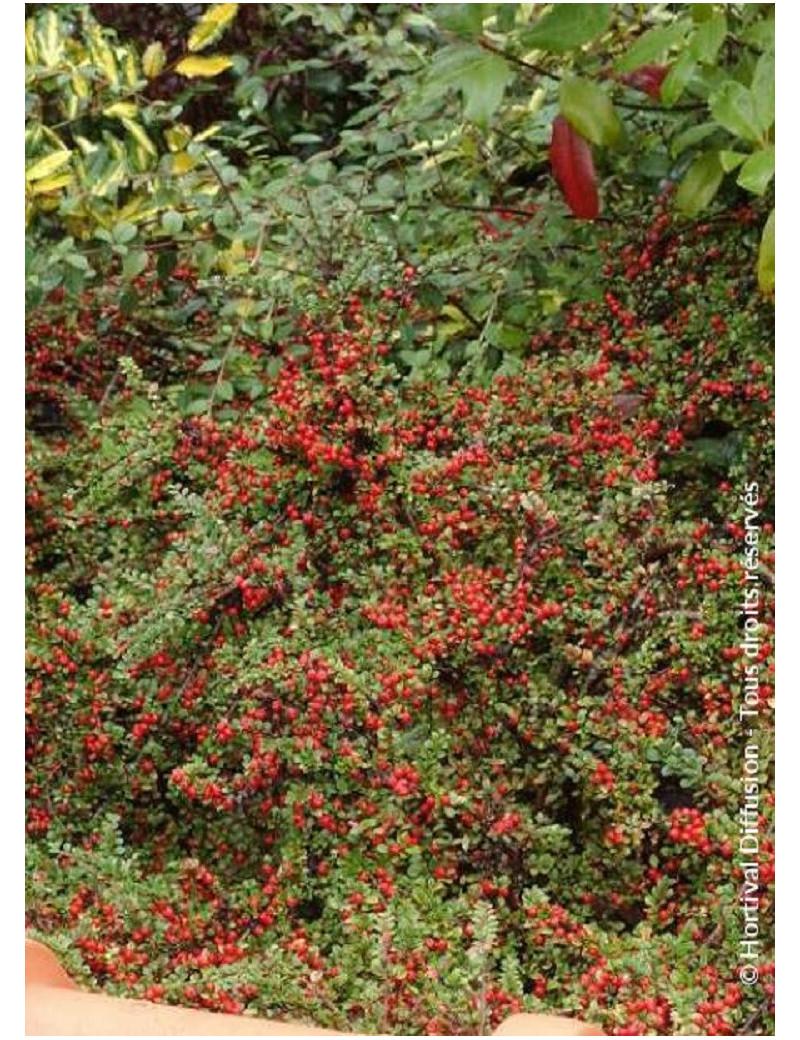 Cotoneaster Horizontalis - View 8 from www redcrocus com