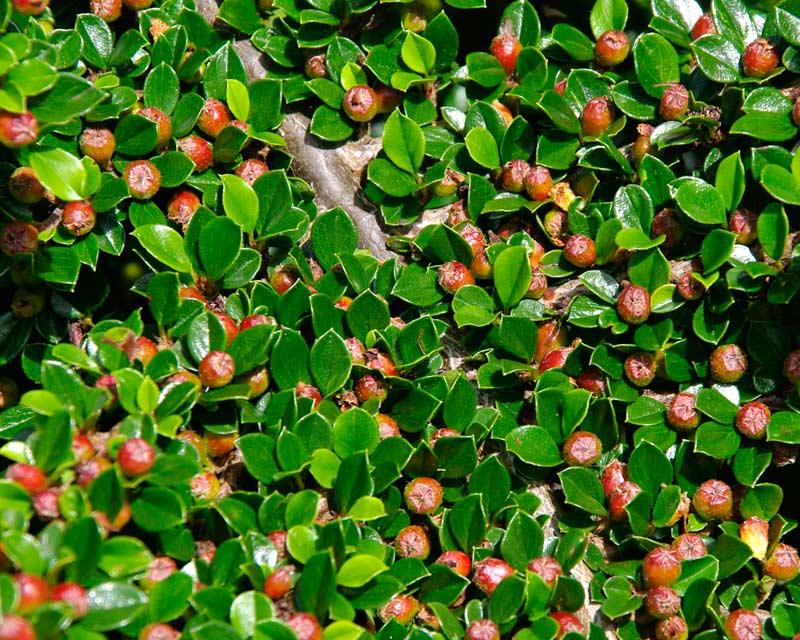 Cotoneaster Horizontalis - View 9 from www redcrocus com