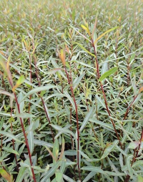 Salix Purpurea Nana - View 16 from www redcrocus com