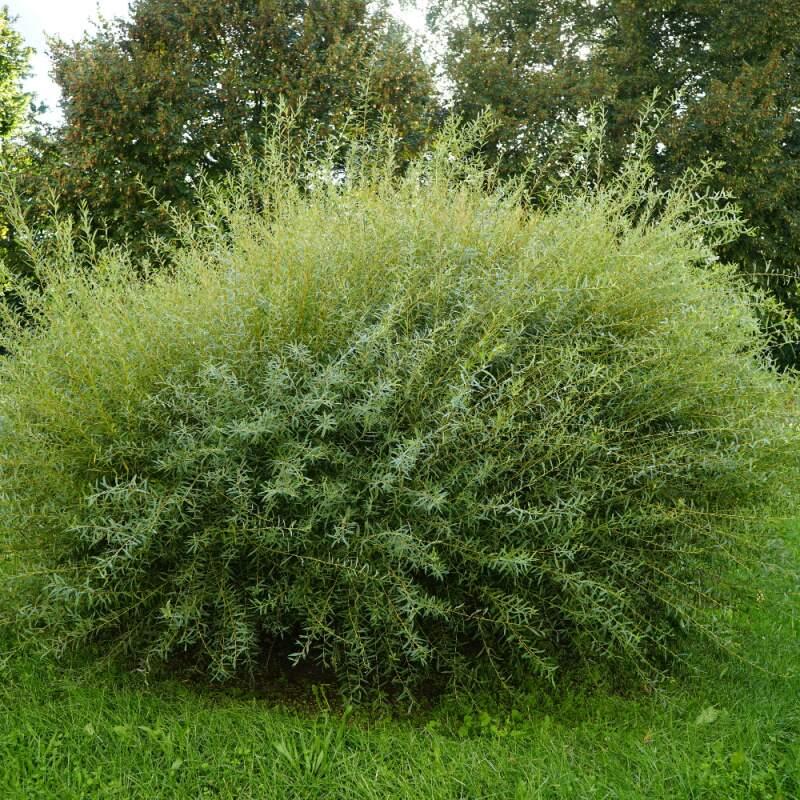 Salix Purpurea Nana - View 3 from www redcrocus com