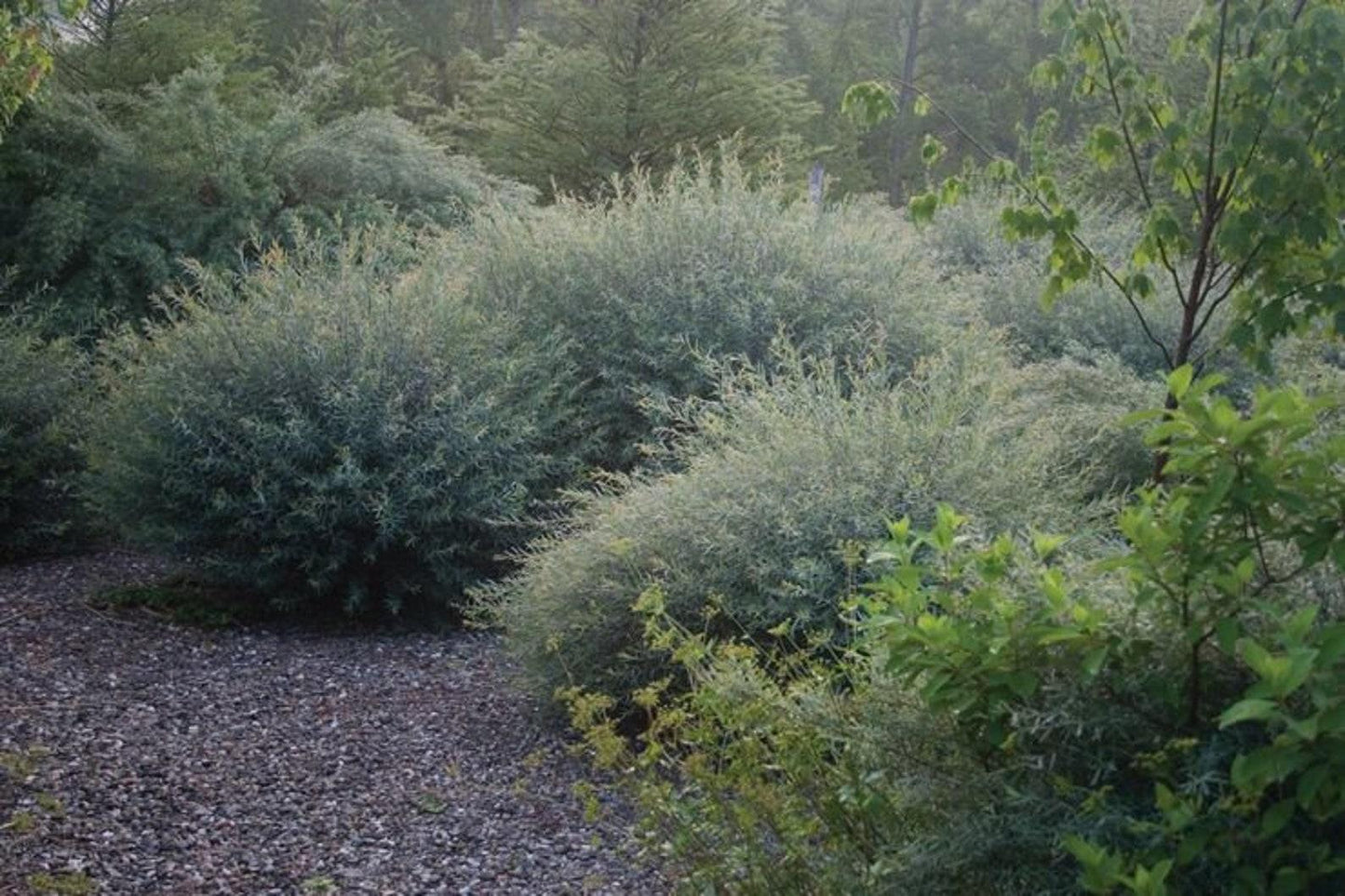 Salix Purpurea Nana - View 4 from www redcrocus com