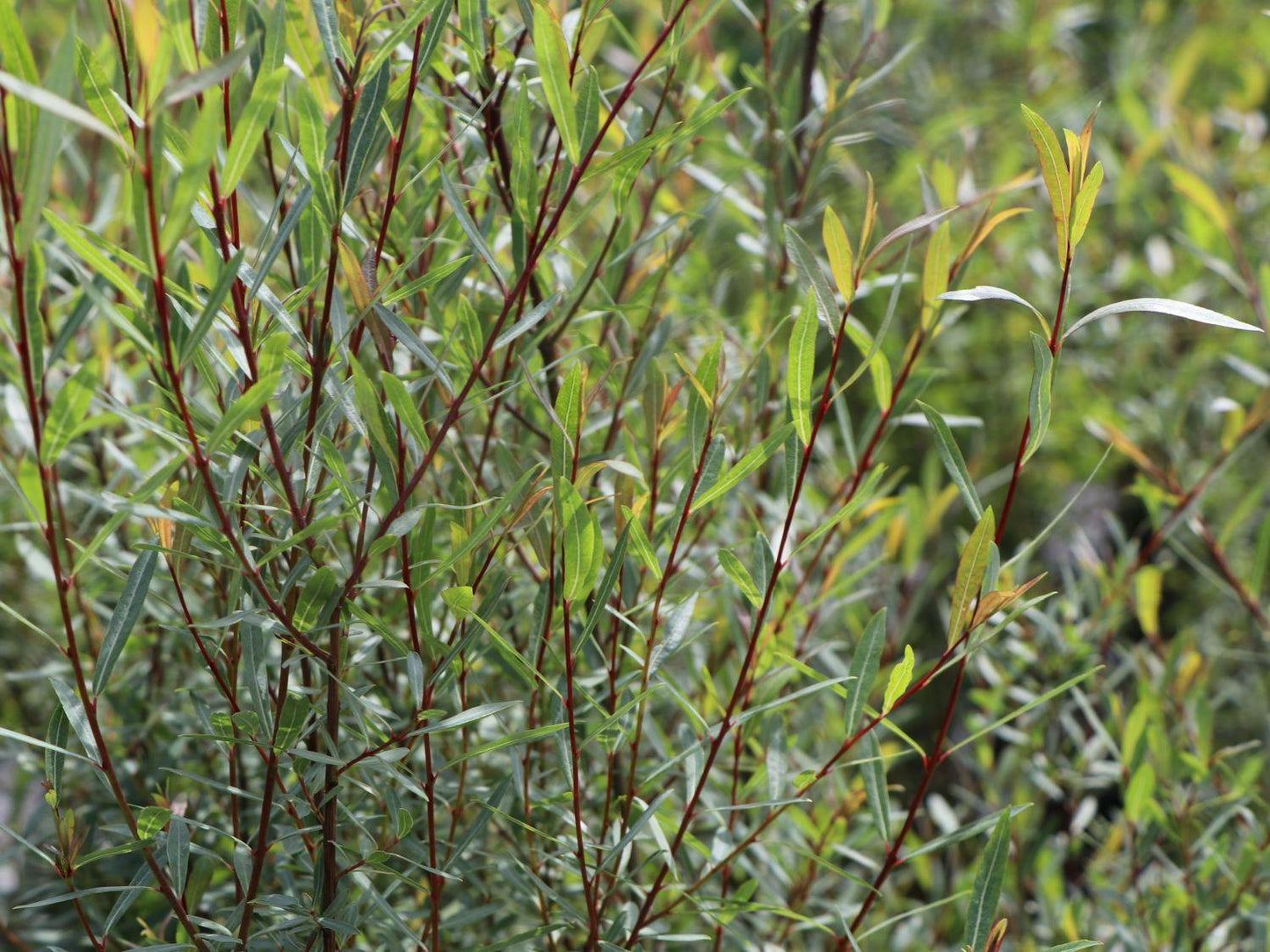 Salix Purpurea Nana - View 8 from www redcrocus com