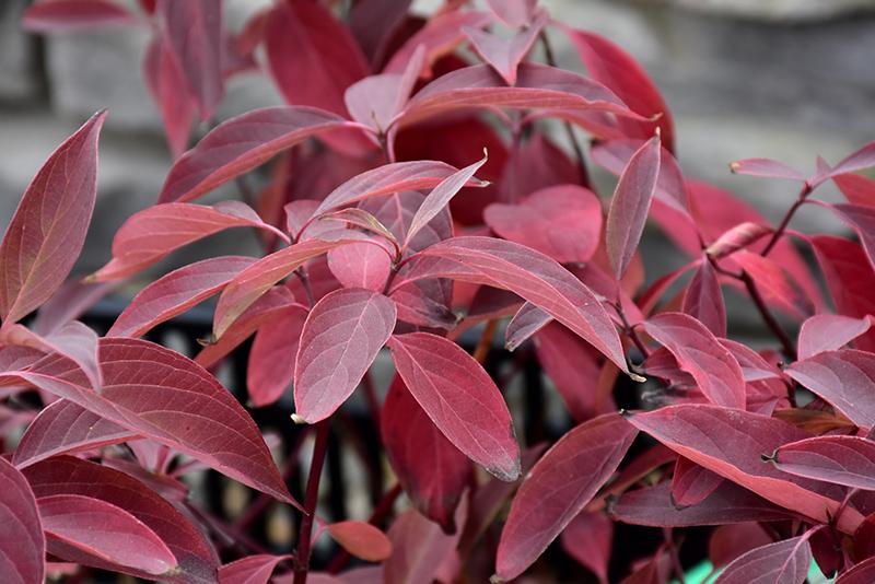 Cornus Sericea Arctic Fire - View 7 from www redcrocus com