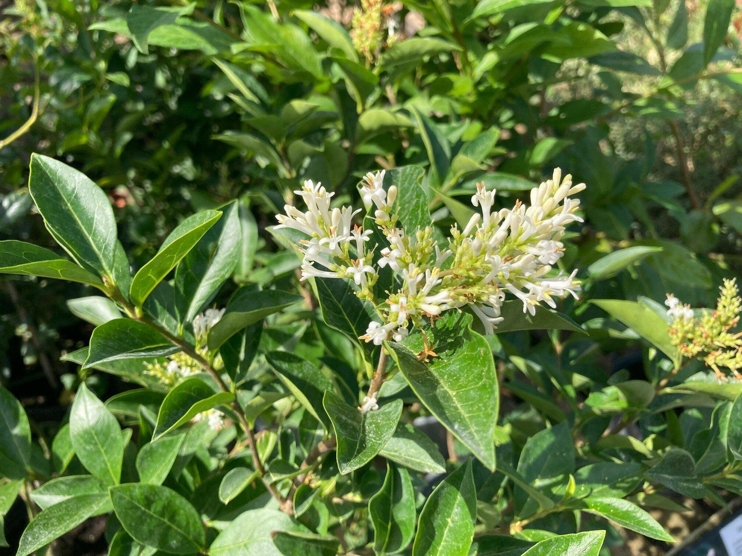 Ligustrum Ovalifolium - View 13 from www redcrocus com