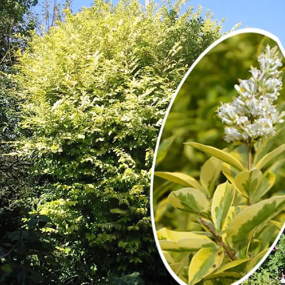 Ligustrum Ovalifolium - View 15 from www redcrocus com