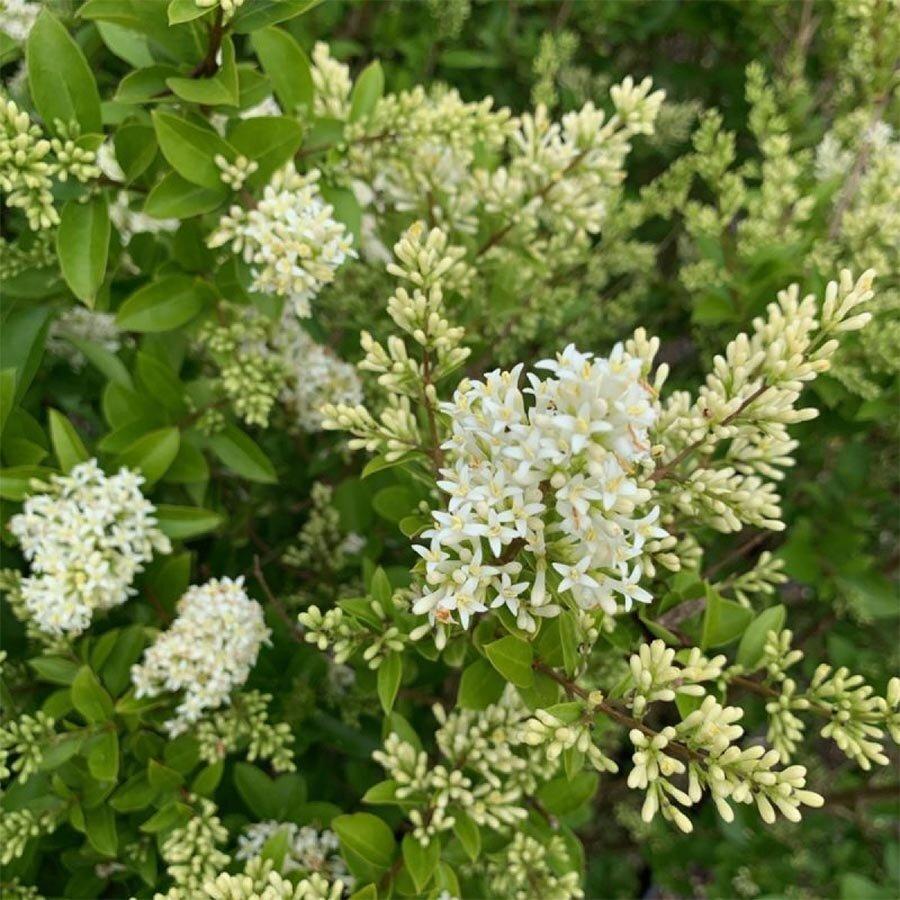 Ligustrum Ovalifolium - View 19 from www redcrocus com