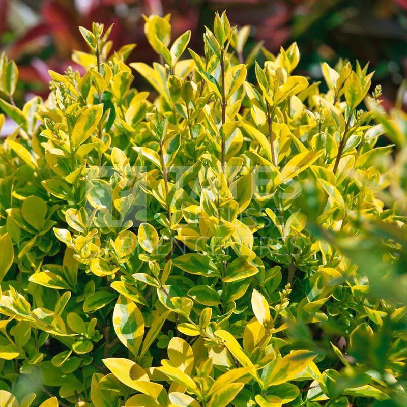 Ligustrum Ovalifolium - View 5 from www redcrocus com