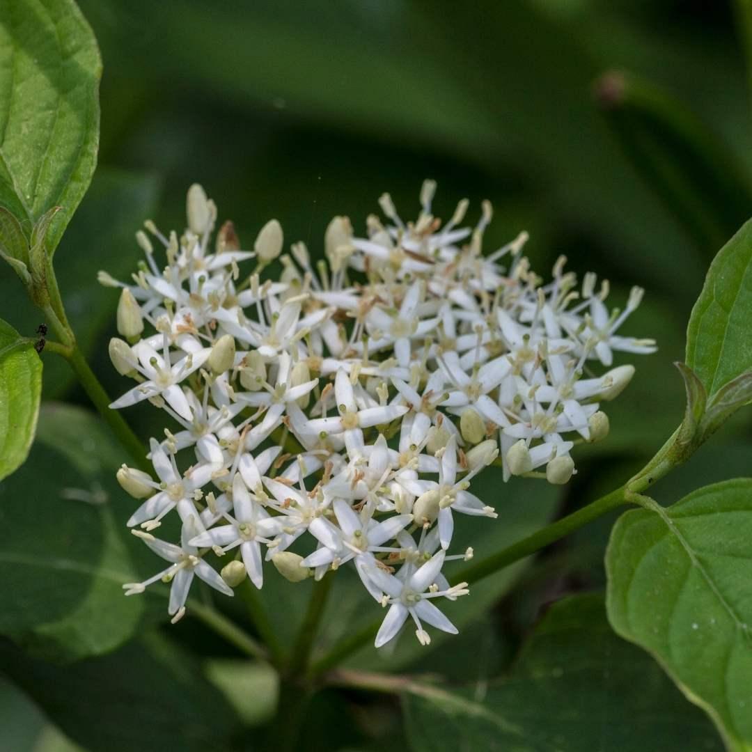 Cornus Sericea Kelseyi - View 11 from www redcrocus com