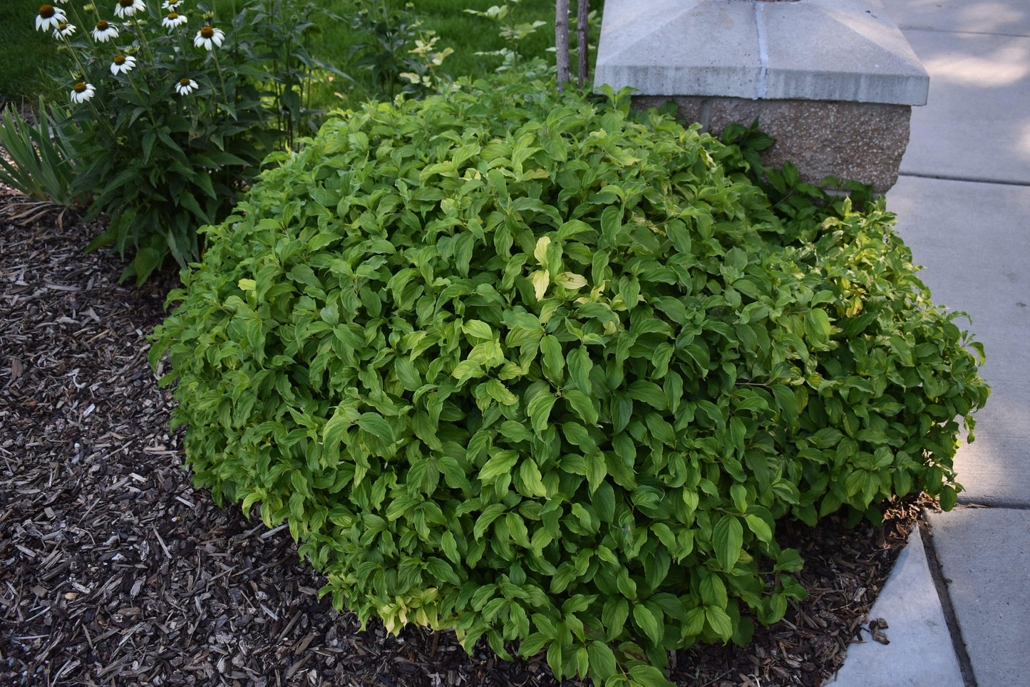 Cornus Sericea Kelseyi - View 14 from www redcrocus com