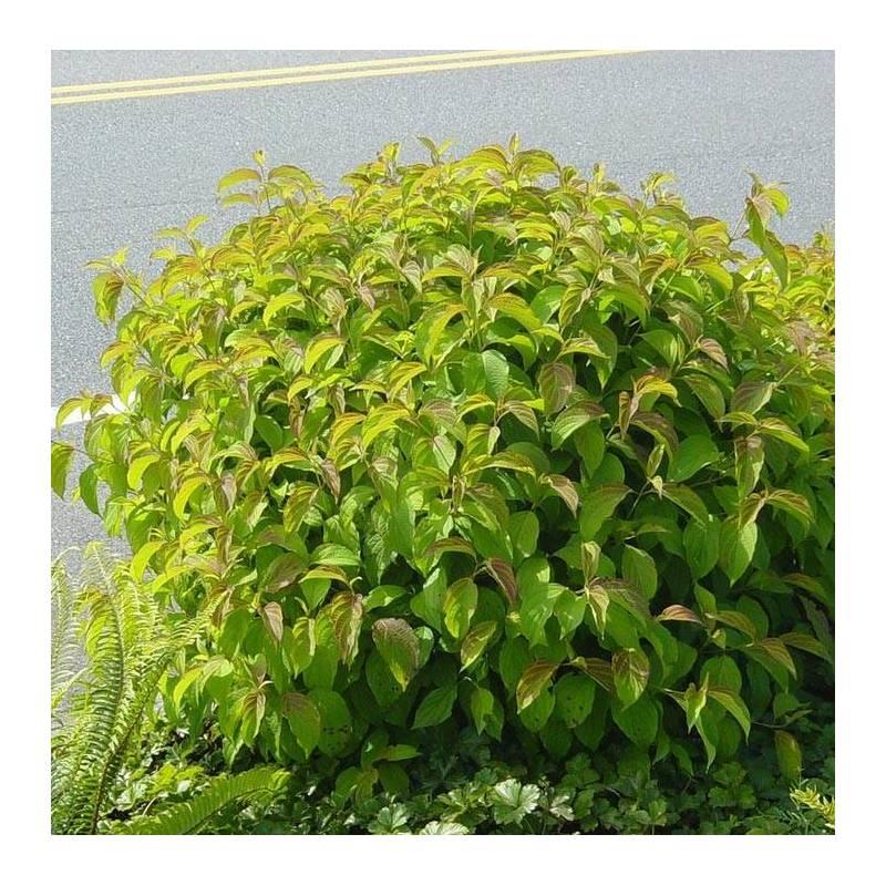 Cornus Sericea Kelseyi - View 15 from www redcrocus com