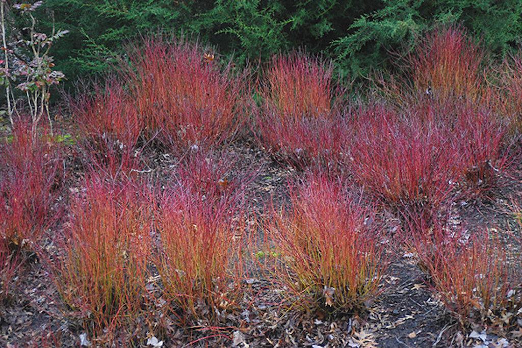 Cornus Sericea Kelseyi - View 4 from www redcrocus com
