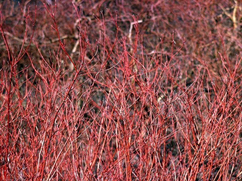 Cornus Sericea Cardinal - View 10 from www redcrocus com