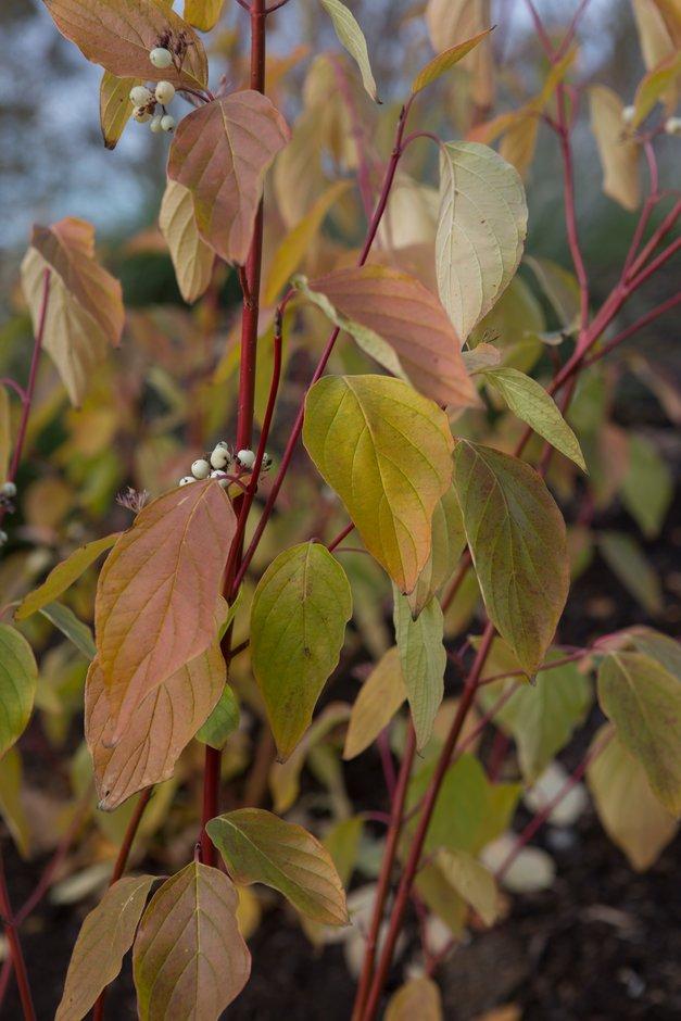 Cornus Sericea Cardinal - View 13 from www redcrocus com
