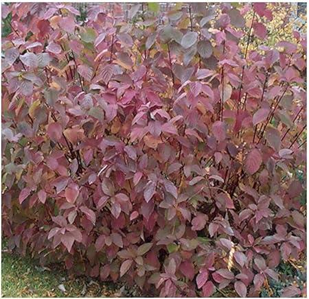 Cornus Sericea Cardinal - View 16 from www redcrocus com