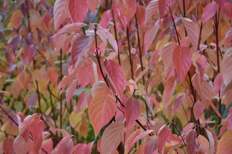 Cornus Sericea Cardinal - View 1 from www redcrocus com