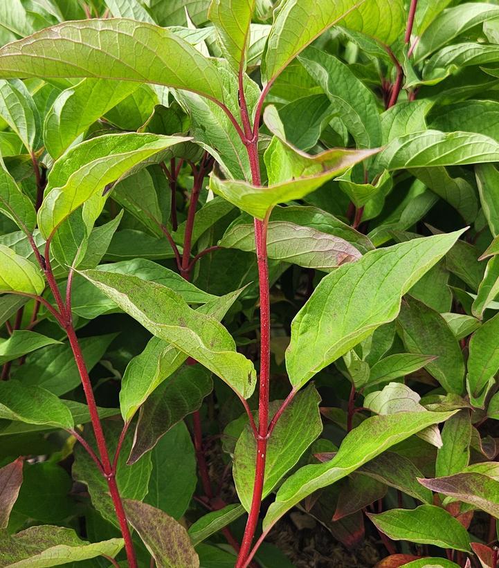 Cornus Sericea Cardinal - View 6 from www redcrocus com