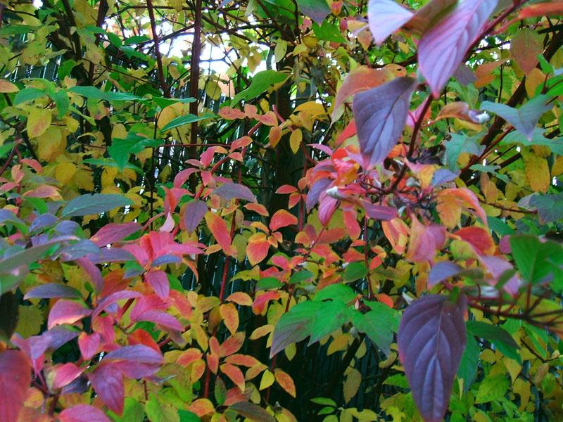 Cornus Sericea Cardinal - View 8 from www redcrocus com