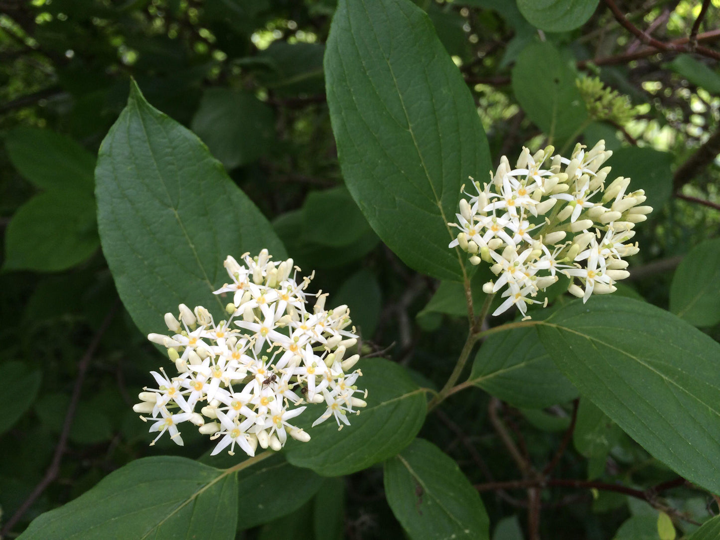 Cornus Racemosa - View 14 from www redcrocus com