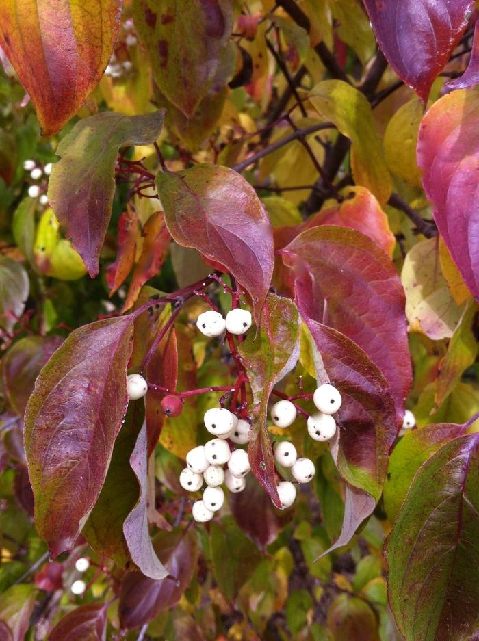 Cornus Racemosa - View 16 from www redcrocus com