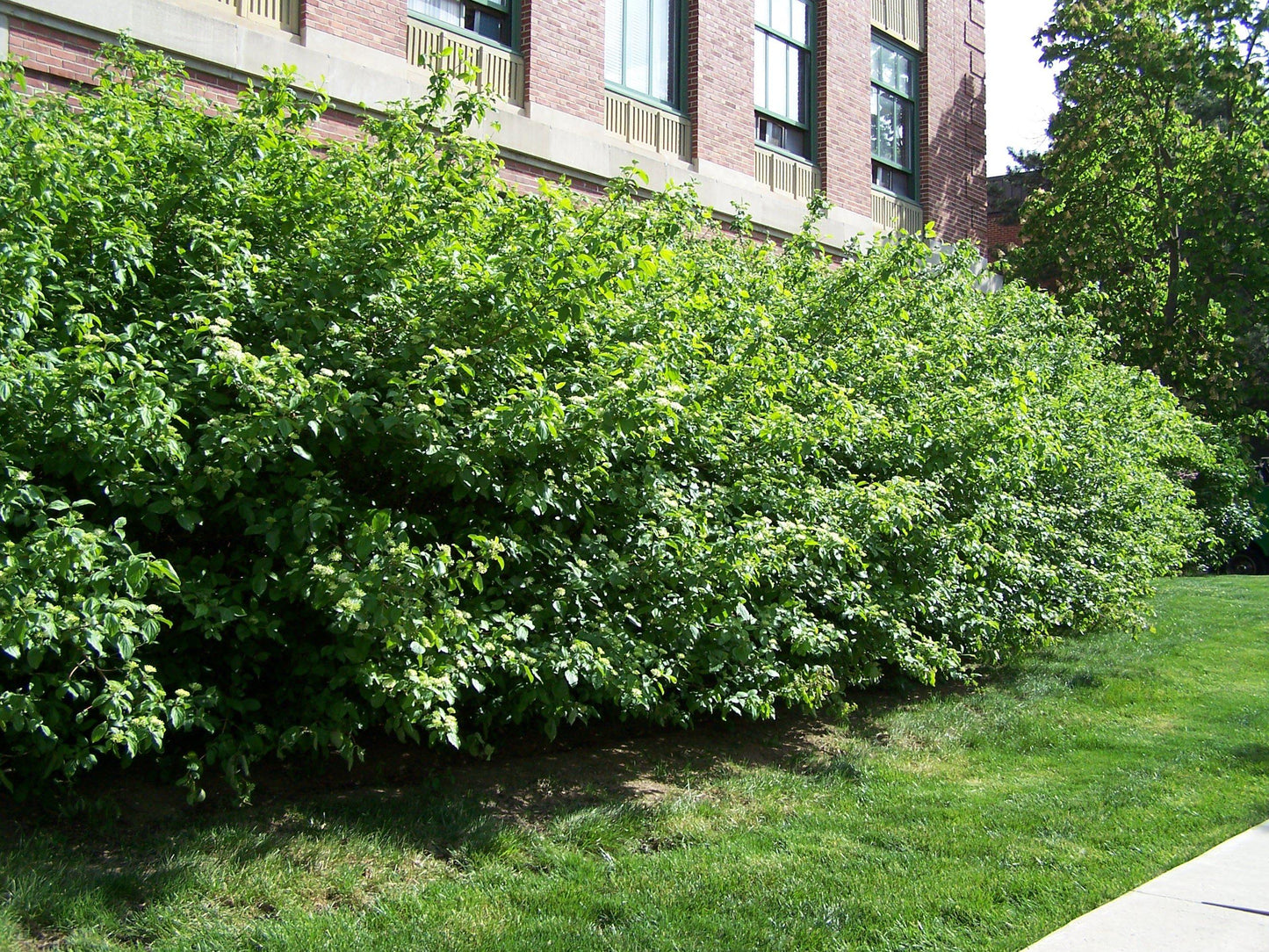 Cornus Racemosa - View 20 from www redcrocus com