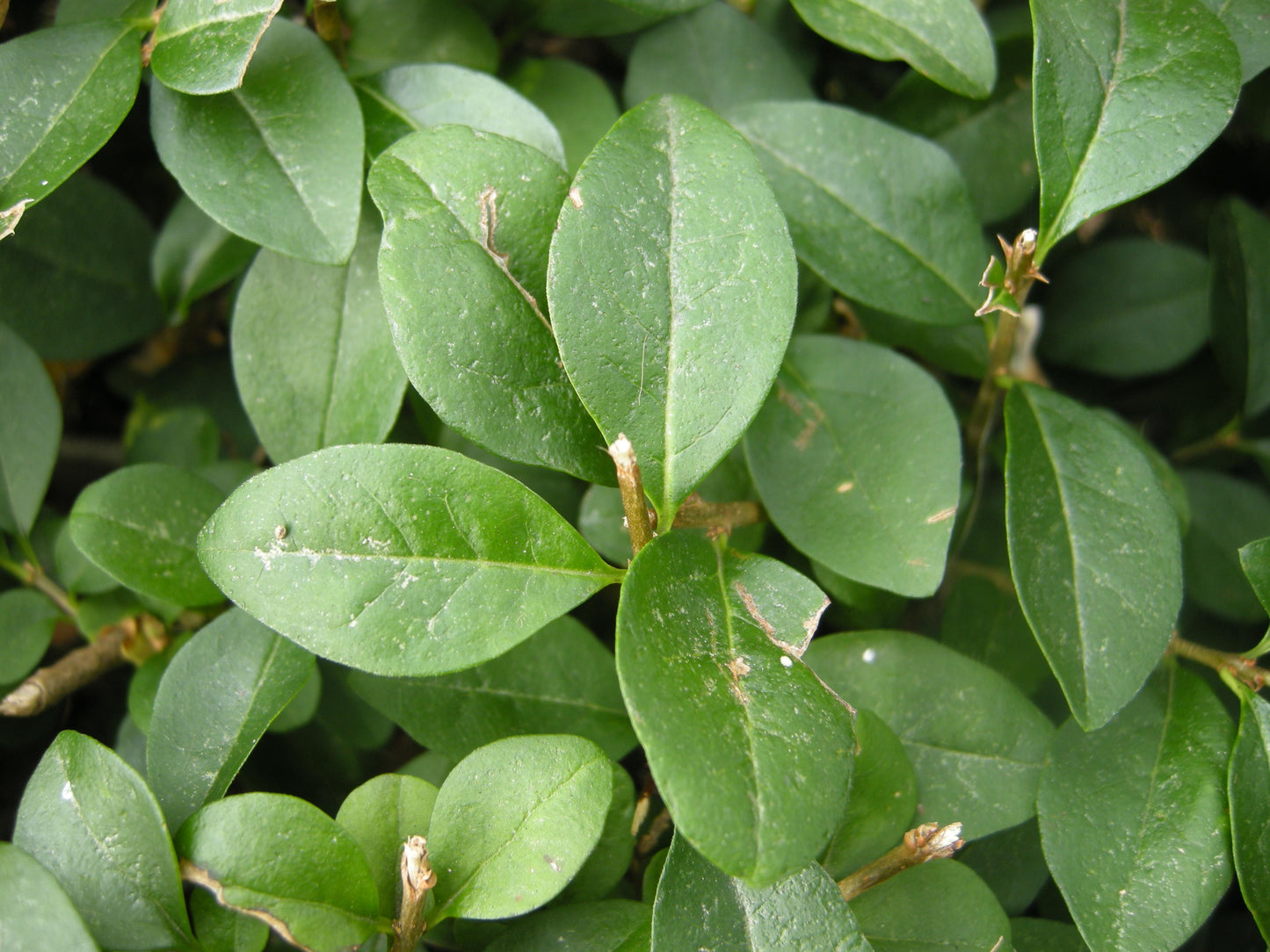 Ligustrum Ovalifolium - View 10 from www redcrocus com