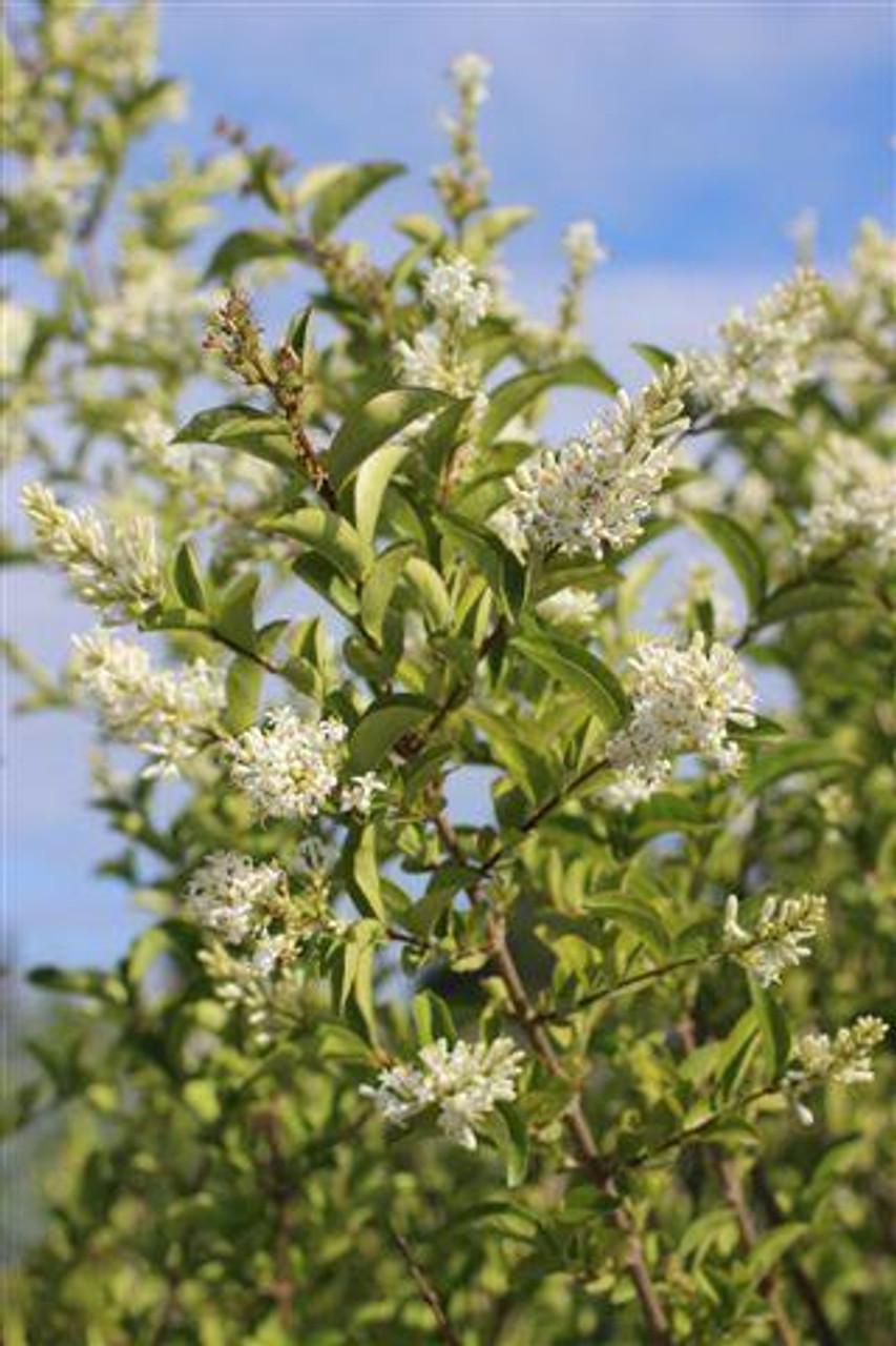 Ligustrum Ovalifolium - View 11 from www redcrocus com