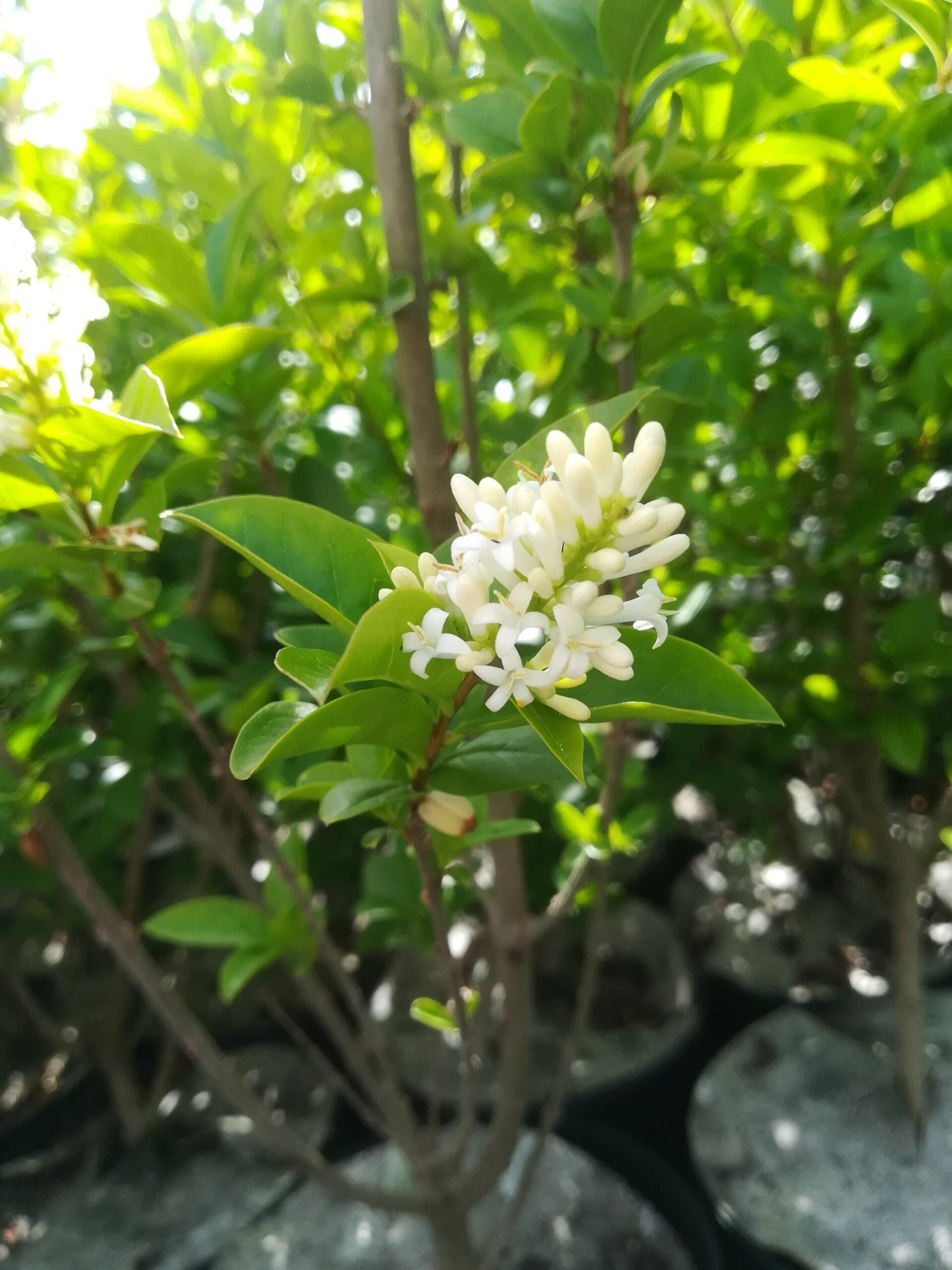 Ligustrum Ovalifolium - View 15 from www redcrocus com