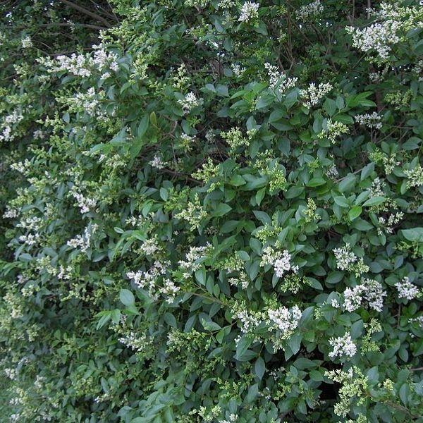 Ligustrum Ovalifolium - View 16 from www redcrocus com