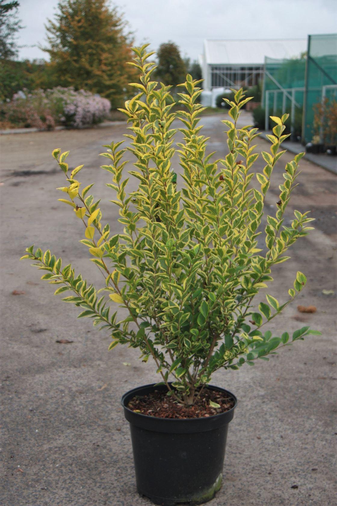 Ligustrum Ovalifolium - View 20 from www redcrocus com