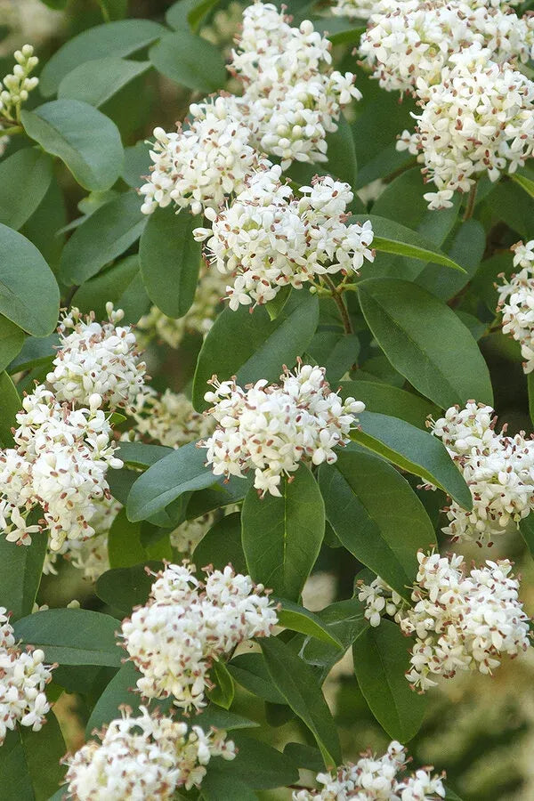 Ligustrum Ovalifolium - View 2 from www redcrocus com