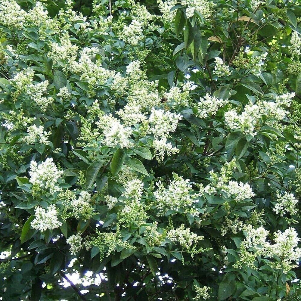 Ligustrum Ovalifolium - View 4 from www redcrocus com