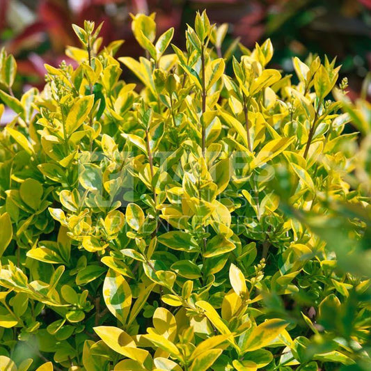 Ligustrum Ovalifolium - View 10 from www redcrocus com