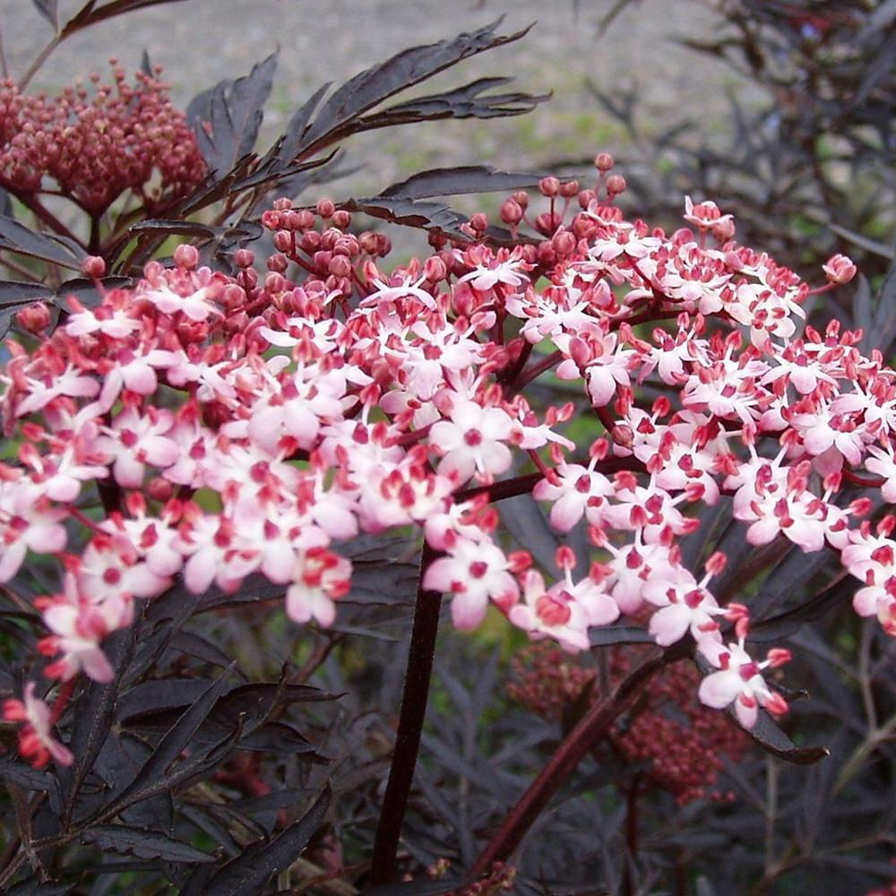 Sambucus Nigra Black Lace - View 16 from www redcrocus com