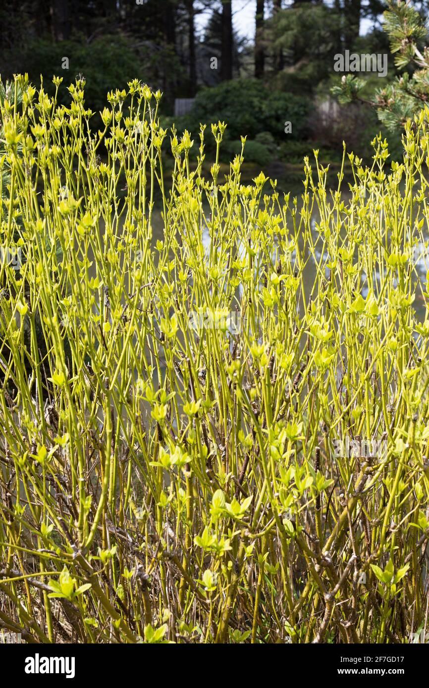 Cornus Sericea Flaviramea - View 11 from www redcrocus com
