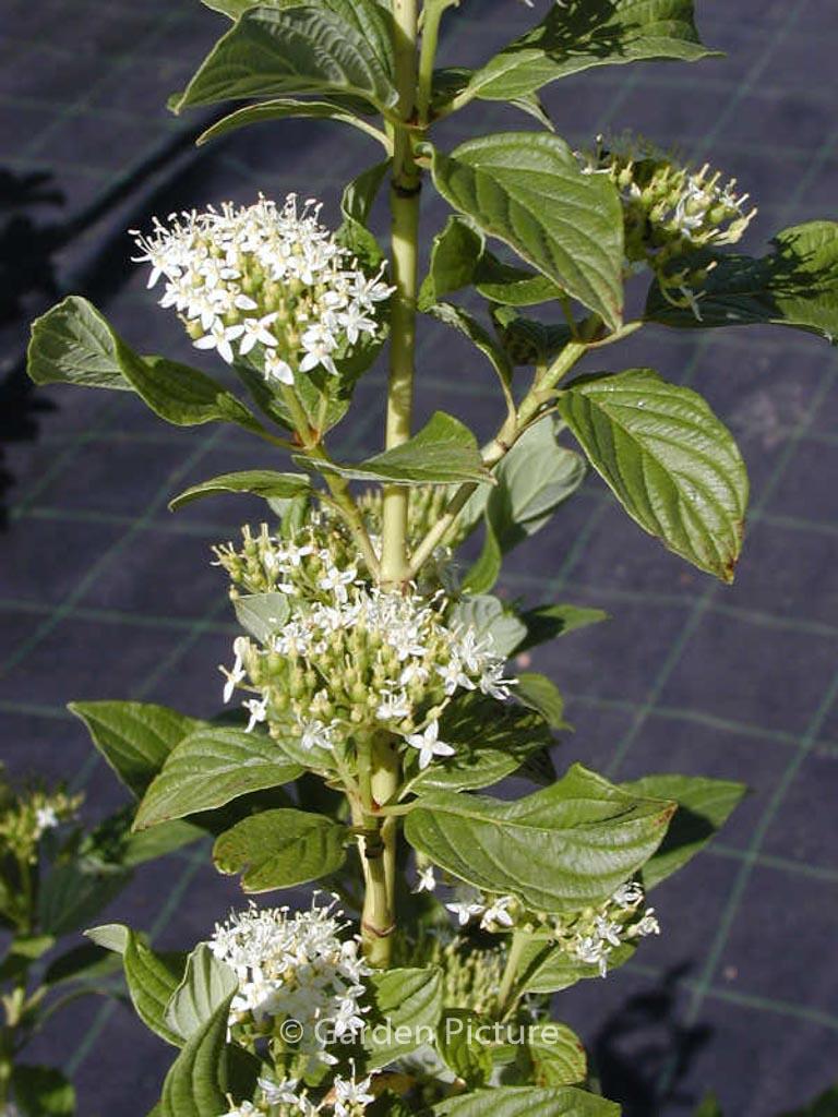 Cornus Sericea Flaviramea - View 14 from www redcrocus com