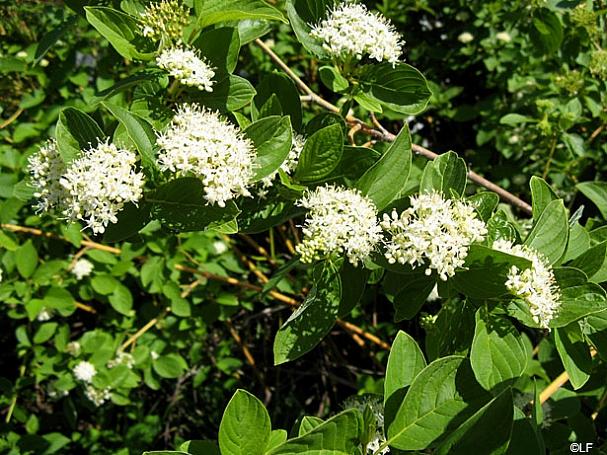 Cornus Sericea Flaviramea - View 8 from www redcrocus com