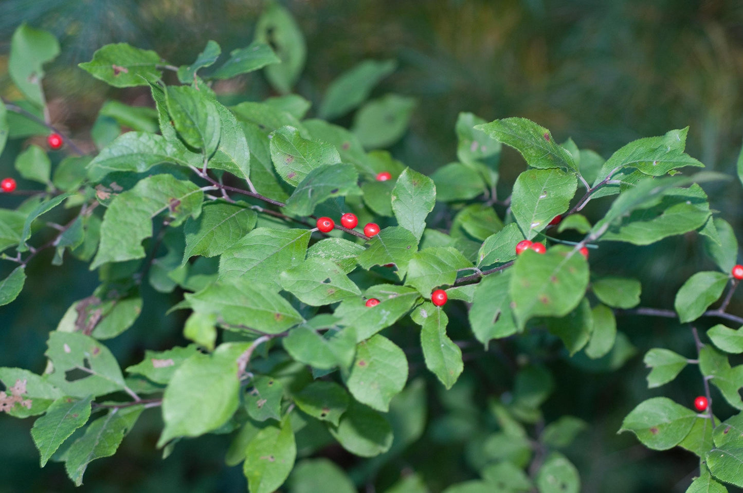 Ilex Verticillata Stop Light - View 17 from www redcrocus com