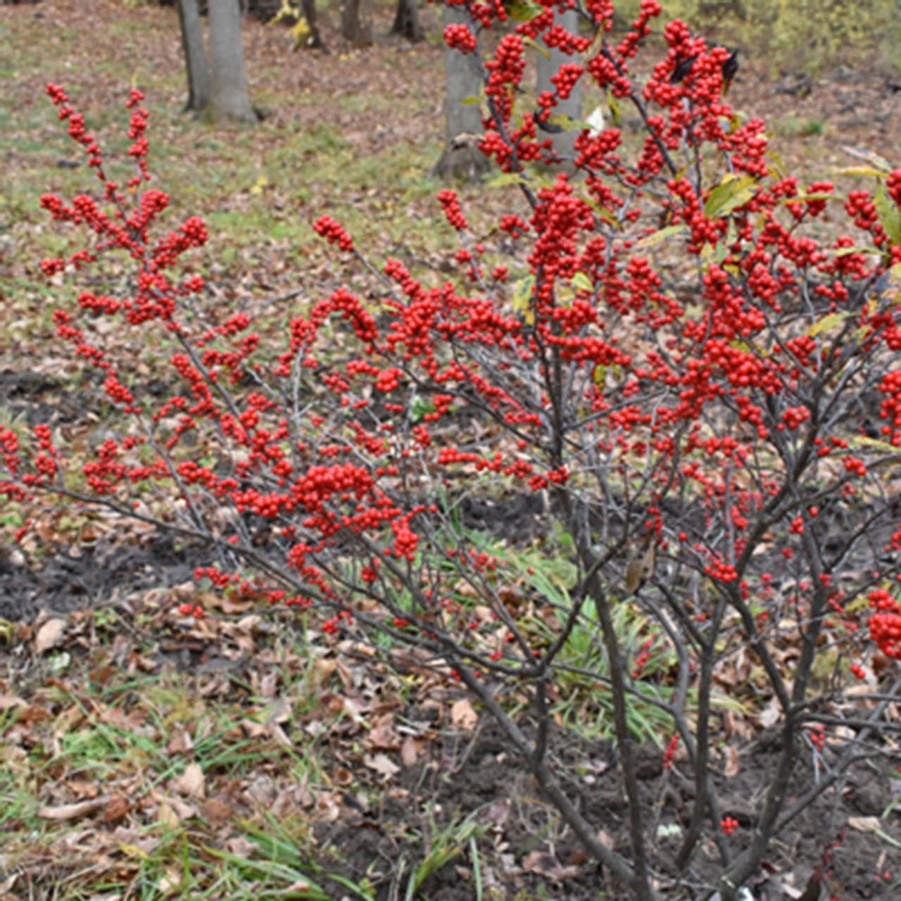 Ilex Verticillata Stop Light - View 19 from www redcrocus com