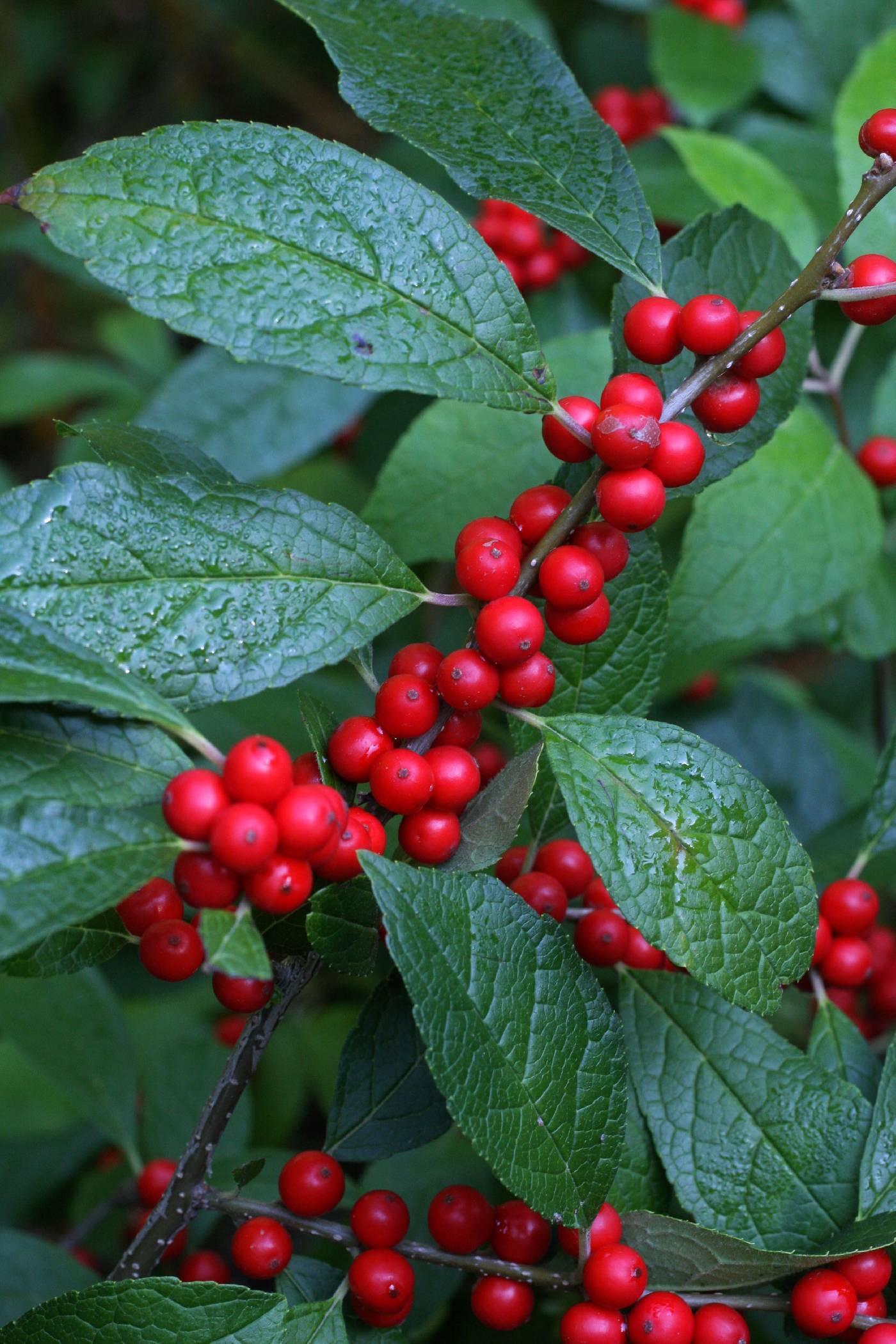 Ilex Verticillata Stop Light - View 2 from www redcrocus com