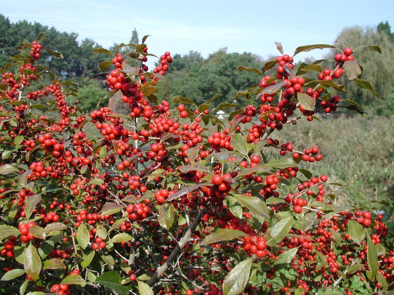 Ilex Verticillata Stop Light - View 6 from www redcrocus com