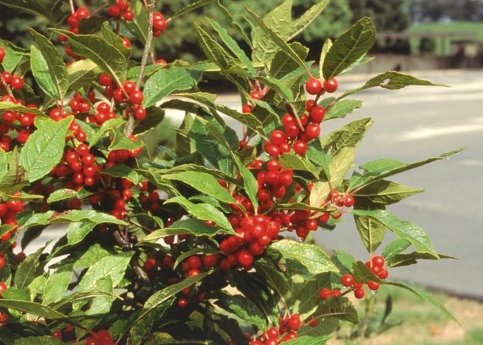 Ilex Verticillata Stop Light - View 8 from www redcrocus com