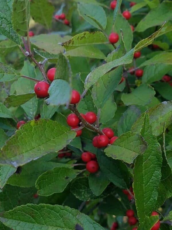 Ilex Verticillata Stop Light - View 9 from www redcrocus com