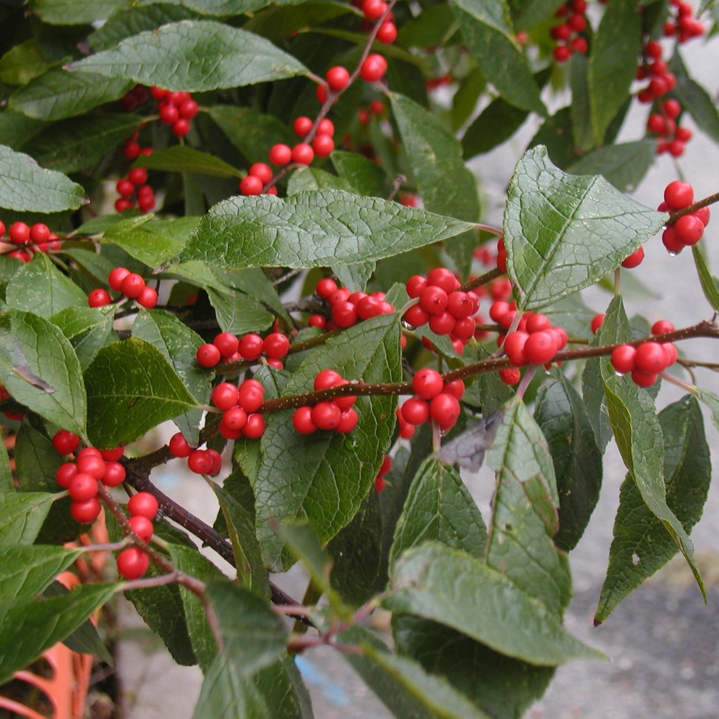 Ilex Verticillata Stop Light - View 5 from www redcrocus com