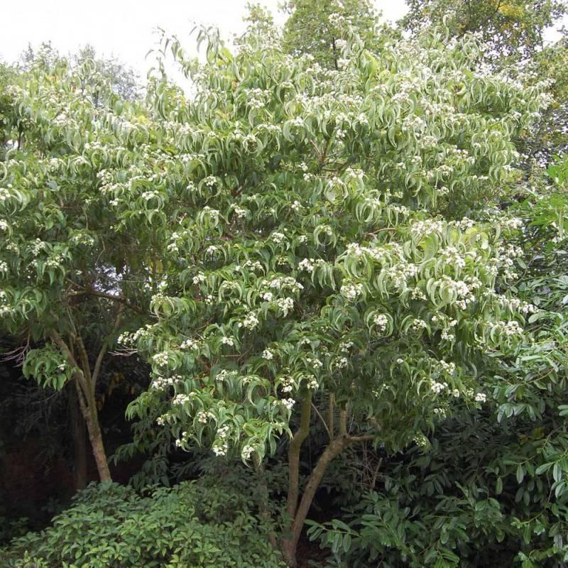 Heptacodium Miconioides Single Stem - View 13 from www redcrocus com