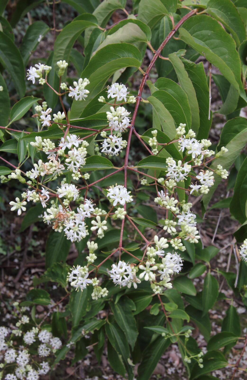 Heptacodium Miconioides Single Stem - View 1 from www redcrocus com