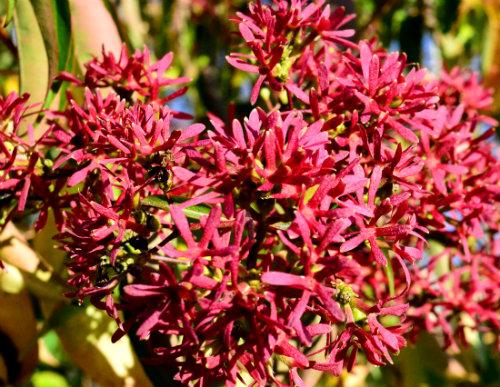 Heptacodium Miconioides Single Stem - View 3 from www redcrocus com