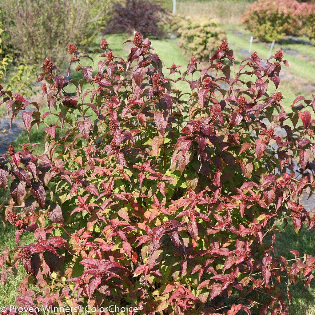 Diervilla Rivularis Kodiak Black - View 1 from www redcrocus com
