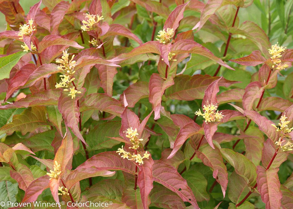 Diervilla Rivularis Kodiak Orange - View 5 from www redcrocus com